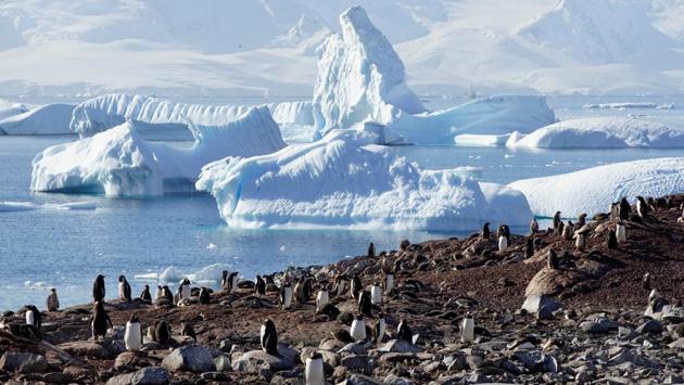 Penguins are seen on Curverville Island, Antarctica. Despite the presence of humans bundled in thick protective suits that can weigh up to 10 kgs among them, penguins do not see humans as predators and can surround visitors for hours if one does not move much. (Alexandre Meneghini / REUTERS) Penguins are seen on Curverville Island, Antarctica. Despite the presence of humans bundled in thick protective suits that can weigh up to 10 kgs among them, penguins do not see humans as predators and can surround visitors for hours if one does not move much. (Alexandre Meneghini / REUTERS)