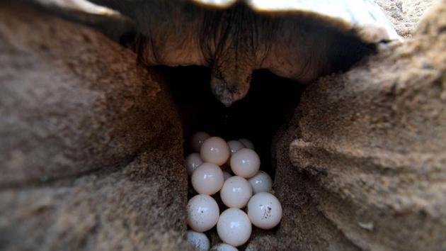 An Olive ridley turtle lays eggs at Rushikulya Beach. Once nested, these eggs are vulnerable to predators like dogs and vultures, and high tides during the 50-odd day incubation period beneath the sand. Locals say there was a time not long ago when 2 million turtles emerged from the sea. But with environmental pressures, coastal development and overfishing, that number has sharply declined. (Asit Kumar / AFP) An Olive ridley turtle lays eggs at Rushikulya Beach. Once nested, these eggs are vulnerable to predators like dogs and vultures, and high tides during the 50-odd day incubation period beneath the sand. Locals say there was a time not long ago when 2 million turtles emerged from the sea. But with environmental pressures, coastal development and overfishing, that number has sharply declined. (Asit Kumar / AFP)