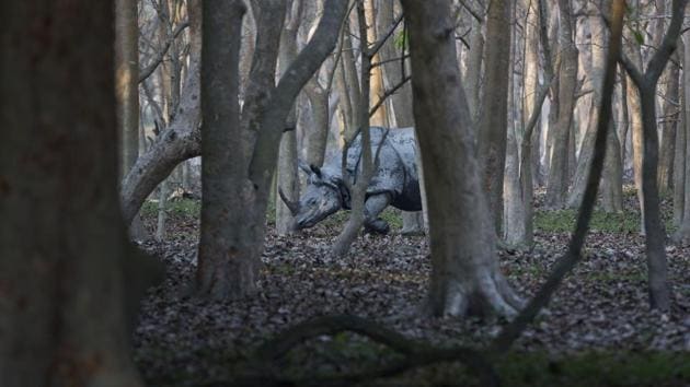 A one-horned rhinoceros walks inside the Pobitora Wildlife Sanctuary in Assam on Sunday. (Anupam Nath / AP) A one-horned rhinoceros walks inside the Pobitora Wildlife Sanctuary in Assam on Sunday. (Anupam Nath / AP)