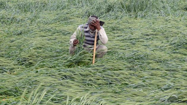 A farmer checks his wheat crop that was damaged in heavy rain on the outskirts of Amritsar on Thursday. (Narinder Nanu / AFP) A farmer checks his wheat crop that was damaged in heavy rain on the outskirts of Amritsar on Thursday. (Narinder Nanu / AFP)