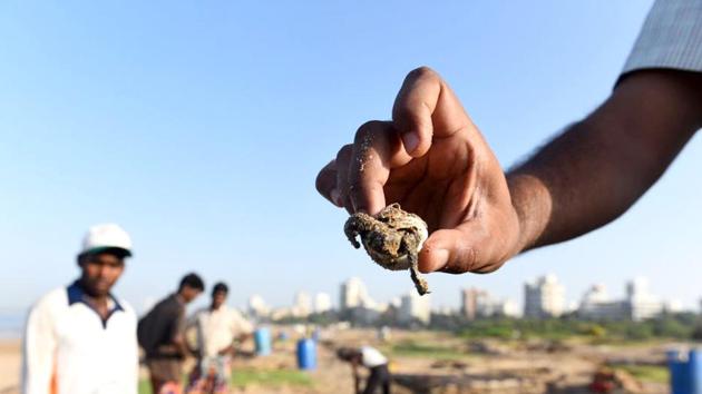 Forest officers and locals found several hatched Olive Ridley turtle egg shells at Versova beach on Friday morning, after which the Maharashtra forest department confirmed that the beach had, indeed, become a turtle nesting site after two decades. (Satish Bate / HT Photo) 