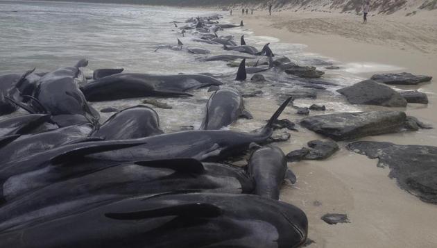 A supplied image of more than 150 short-finned pilot whales who became beached at Hamelin Bay, in Western Australia's south, on March 23, 2018. About 75 whales have died after beaching themselves, while another 50 are still alive on the beach and a further 25 are in the shallows.(WA Department of Biodiversity, Conservation and Attractions, Parks and Wildlife Service/AAP via AP)