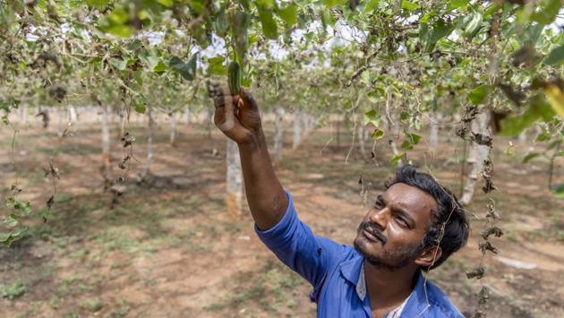 A farmer checks an ivy gourd growing on a vine at a farm in Kempalinganapura, Bengaluru Rural district. As the assembly polls near, the Karnataka BJP took a swipe at Siddaramaiah saying, “Talking about spine, UP and Maharashtra CM’s exhibited their spine by waiving farm loans without Centre’s help. If you have one, why don’t follow suit and waive farm loans yourself?” (Prashanth Vishwanathan / Bloomberg) A farmer checks an ivy gourd growing on a vine at a farm in Kempalinganapura, Bengaluru Rural district. As the assembly polls near, the Karnataka BJP took a swipe at Siddaramaiah saying, “Talking about spine, UP and Maharashtra CM’s exhibited their spine by waiving farm loans without Centre’s help. If you have one, why don’t follow suit and waive farm loans yourself?” (Prashanth Vishwanathan / Bloomberg)