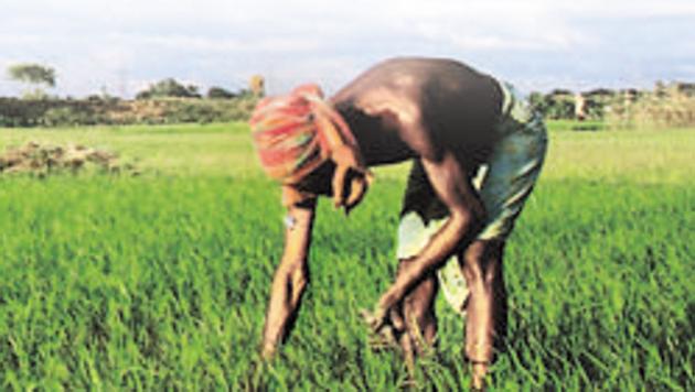 A move was on to merge horticulture and agriculture departments, says the state government. (AFP) A move was on to merge horticulture and agriculture departments, says the state government. (AFP)