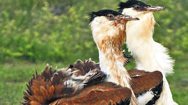 The-Nannaj-Sanctuary-is-home-to-Great-Indian-Bustards-GIB-the-largest-birds-in-their-native-range-with-long-necks-and-legs (HT File Photo) The-Nannaj-Sanctuary-is-home-to-Great-Indian-Bustards-GIB-the-largest-birds-in-their-native-range-with-long-necks-and-legs (HT File Photo)