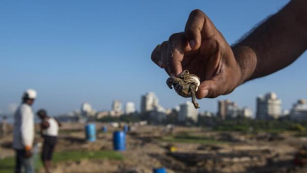 Local farmers from the area where the turtles had hatched on Thursday said they had last spotted Olive Ridley eggs as early as August 1978. (Satish Bate/HT Photo) Local farmers from the area where the turtles had hatched on Thursday said they had last spotted Olive Ridley eggs as early as August 1978. (Satish Bate/HT Photo)