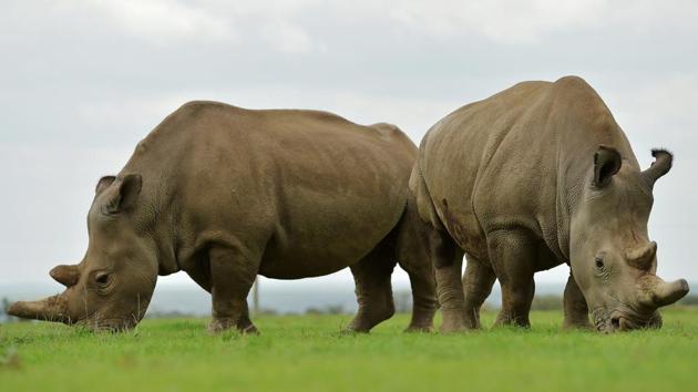Najin (L) and Fatu, the only two remaining female northern white rhinos graze together in their paddock on March 20, 2018 at the ol-Pejeta conservancy in Nanyuki, Kenya. Sudan, the last male northern white rhino, died in Kenya at the age of 45, after becoming a symbol of efforts to save his subspecies from extinction. (Tony Karumba / AFP) Najin (L) and Fatu, the only two remaining female northern white rhinos graze together in their paddock on March 20, 2018 at the ol-Pejeta conservancy in Nanyuki, Kenya. Sudan, the last male northern white rhino, died in Kenya at the age of 45, after becoming a symbol of efforts to save his subspecies from extinction. (Tony Karumba / AFP)