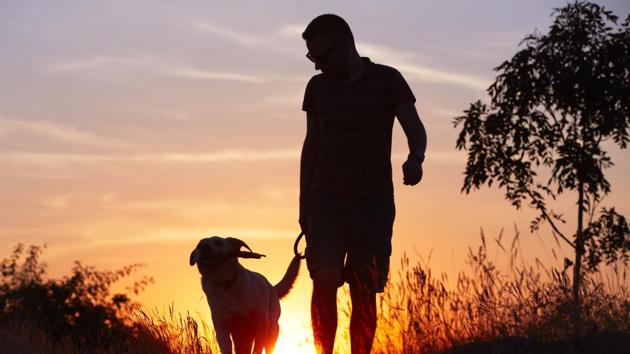SDMC said owners of pets walk them late in the evenings or early mornings and make a mess on roads, parks, footpaths leaving them filthy. (Shutterstock) SDMC said owners of pets walk them late in the evenings or early mornings and make a mess on roads, parks, footpaths leaving them filthy. (Shutterstock)