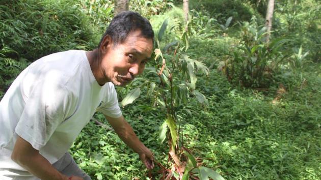 A farmer in Parakha shows the damage done to his cardamom plant by monkey.(HT PHOTO)