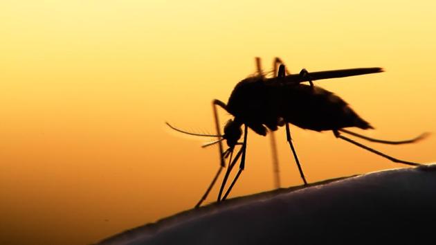 Researchers led by the University of Melbourne in Australia found a small group of proteins was associated with the most severe strains of malarial infections.(Shutterstock)