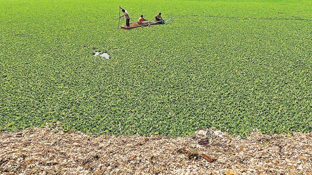 The stink emanating from the lake was intolerable and the situation on ground still remains the same. (Pratham Gokhale/HT Photo) The stink emanating from the lake was intolerable and the situation on ground still remains the same. (Pratham Gokhale/HT Photo)