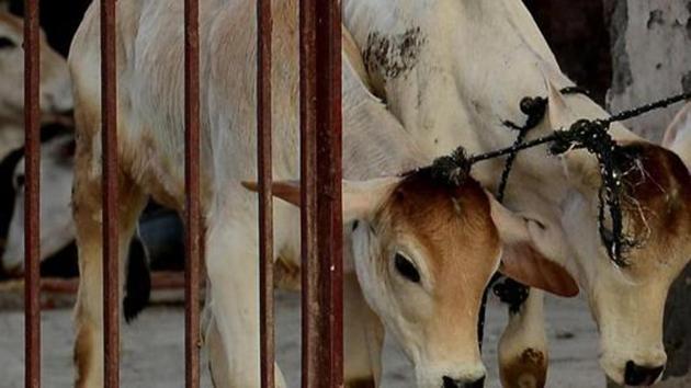 Nearly 2.5 lakh cattle, out of around 90 lakh in Madhya Pradesh, have been stamped with unique identities, similar to the 12-digit Aadhaar number. (AFP File Photo/Getty Images) Nearly 2.5 lakh cattle, out of around 90 lakh in Madhya Pradesh, have been stamped with unique identities, similar to the 12-digit Aadhaar number. (AFP File Photo/Getty Images)