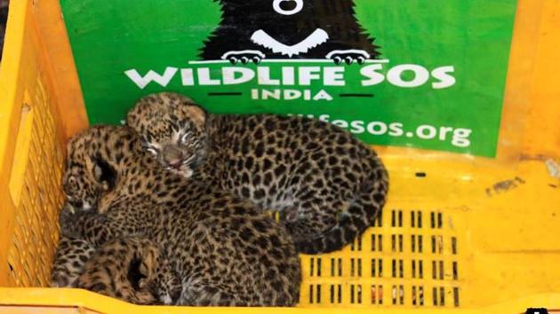 The most recent successful reunion was of four 20-day leopard cubs in Shirur in Pune district on Saturday(WILDLIFE SOS)