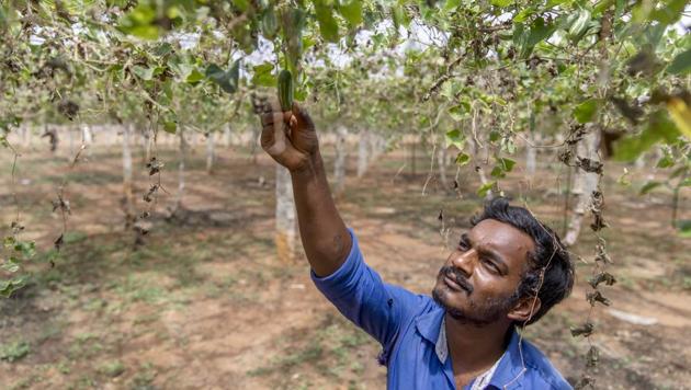 Stocks focused on rural India may fare better as the government is likely to respond to any actual/perceived loss of political ground by increasing social/rural expenditure, according to a BofAML note. (Prashanth Vishwanathan/Bloomberg) Stocks focused on rural India may fare better as the government is likely to respond to any actual/perceived loss of political ground by increasing social/rural expenditure, according to a BofAML note. (Prashanth Vishwanathan/Bloomberg)