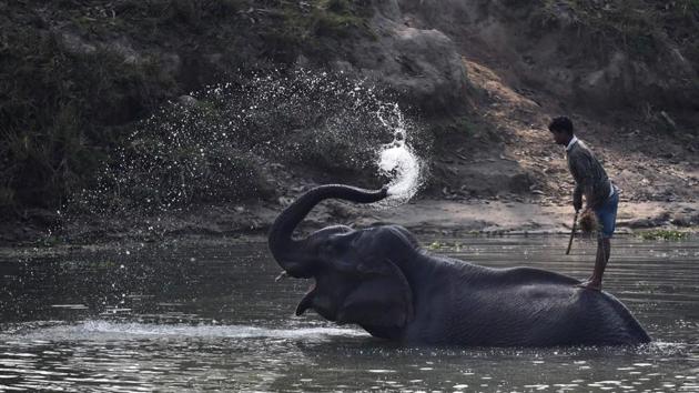 A mahout stands on his elephant as it washes itself after a census of one horn rhinos at the Pobitora Wildlife Sanctuary. Annual floods triggered by torrential rain are important to the rejuvenation of the swamps and ponds that sustain the animals but have occasionally proved devastating to their populations. Kaziranga lost 361 animals, including 31 rhinos, in the 2017 floods that swamped the Unesco world heritage site. (Biju Boro / AFP) A mahout stands on his elephant as it washes itself after a census of one horn rhinos at the Pobitora Wildlife Sanctuary. Annual floods triggered by torrential rain are important to the rejuvenation of the swamps and ponds that sustain the animals but have occasionally proved devastating to their populations. Kaziranga lost 361 animals, including 31 rhinos, in the 2017 floods that swamped the Unesco world heritage site. (Biju Boro / AFP)