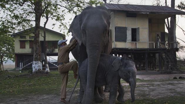 The northeastern state of Assam is known for its one-horned rhinoceros population density-- highest in the world. While majority of the rhinos in the state are in Kaziranga national park--the Pobitora wildlife sanctuary, located within a 30 km radius of Guwahati and Manas national park, also provide spectacular opportunities for tourists to witness the one-horned herbivore. (Anupam Nath / AP) The northeastern state of Assam is known for its one-horned rhinoceros population density-- highest in the world. While majority of the rhinos in the state are in Kaziranga national park--the Pobitora wildlife sanctuary, located within a 30 km radius of Guwahati and Manas national park, also provide spectacular opportunities for tourists to witness the one-horned herbivore. (Anupam Nath / AP)