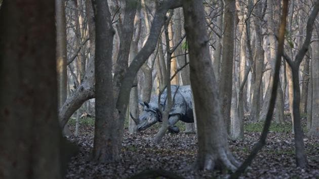 A one-horned rhinoceros seen in the woods at the Pobitora Wildlife Sanctuary. “The number of growth is encouraging. We have recorded presence of 102 rhinos. Apart from this, six rhinos have been killed in and around the park since 2012 and 20 of them died their natural deaths,” a senior official at the sanctuary said. (Anupam Nath / AP) A one-horned rhinoceros seen in the woods at the Pobitora Wildlife Sanctuary. “The number of growth is encouraging. We have recorded presence of 102 rhinos. Apart from this, six rhinos have been killed in and around the park since 2012 and 20 of them died their natural deaths,” a senior official at the sanctuary said. (Anupam Nath / AP)