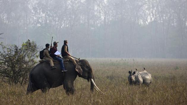 Rhino census exercises in Assam have however not been without controversy. On March 21, a group of RTI activists in the state demanded a more transparent census process, accusing the forest department of presenting inflated numbers of rhinos to match the goals of ‘Rhino Vision 2020’ and also deflect rising public anger against poaching. (Anupan Nath / AP) Rhino census exercises in Assam have however not been without controversy. On March 21, a group of RTI activists in the state demanded a more transparent census process, accusing the forest department of presenting inflated numbers of rhinos to match the goals of ‘Rhino Vision 2020’ and also deflect rising public anger against poaching. (Anupan Nath / AP)