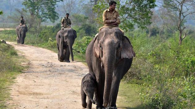 Forest officials ride atop elephants accompanied by their calves as they conduct the rhino census in Kaziranga National Park. Faced with poaching, the Indian government has granted forest guards at Kaziranga extraordinary powers that give them considerable immunity from protection against prosecution if they shoot and kill poachers at the park. (PTI) Forest officials ride atop elephants accompanied by their calves as they conduct the rhino census in Kaziranga National Park. Faced with poaching, the Indian government has granted forest guards at Kaziranga extraordinary powers that give them considerable immunity from protection against prosecution if they shoot and kill poachers at the park. (PTI)