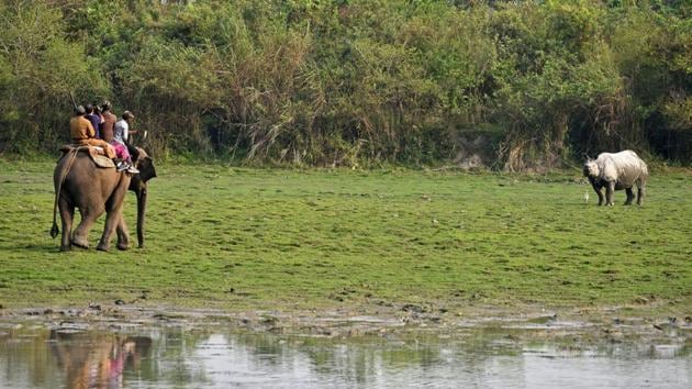 Officials run into a rhino during the census exercise at Kaziranga. The sanctuary, which hosts two-thirds of the world’s great one-horned rhinoceroses, is also home to breeding populations of tigers, elephants, wild water buffalo and swamp deer. (Anuwar Hazarika / REUTERS) Officials run into a rhino during the census exercise at Kaziranga. The sanctuary, which hosts two-thirds of the world’s great one-horned rhinoceroses, is also home to breeding populations of tigers, elephants, wild water buffalo and swamp deer. (Anuwar Hazarika / REUTERS)