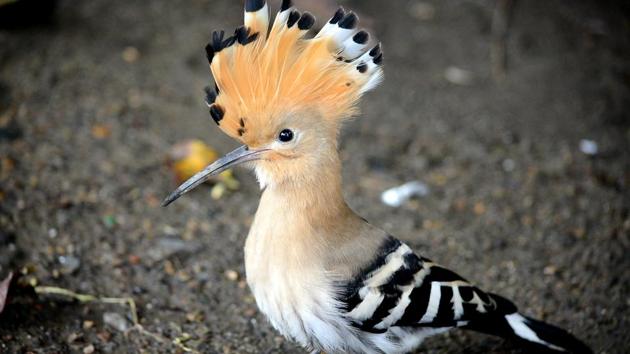 We analysed citizen science to find Australia's top 10 most elusive birds