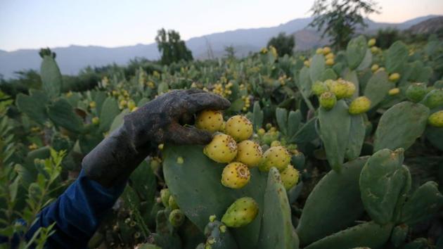 A desert-dry community of yellow hills fringed with cactus fruit farms, Til Til has more than 30 industrial projects. Among them: several mining waste sites, a pig farm, a cement plant and Lomas Los Colorados, one of Santiago’s largest waste dumps (Ivan Alvarado / REUTERS) A desert-dry community of yellow hills fringed with cactus fruit farms, Til Til has more than 30 industrial projects. Among them: several mining waste sites, a pig farm, a cement plant and Lomas Los Colorados, one of Santiago’s largest waste dumps (Ivan Alvarado / REUTERS)