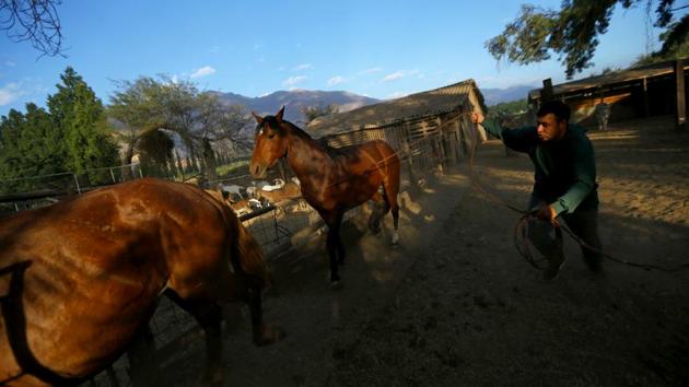"One more dump for Til Til town would be polluting all our water and the animals that drink that water," Alex Rojas, a caretaker of farm animals, said of the waste facility. A 2015 fire at another large landfill in Santa Marta - much nearer the city centre than Til Til - put citizens here on edge, shrouding Santiago’s skyscrapers and crowded streets in toxic dust. (Ivan Alvarado / REUTERS) "One more dump for Til Til town would be polluting all our water and the animals that drink that water," Alex Rojas, a caretaker of farm animals, said of the waste facility. A 2015 fire at another large landfill in Santa Marta - much nearer the city centre than Til Til - put citizens here on edge, shrouding Santiago’s skyscrapers and crowded streets in toxic dust. (Ivan Alvarado / REUTERS)