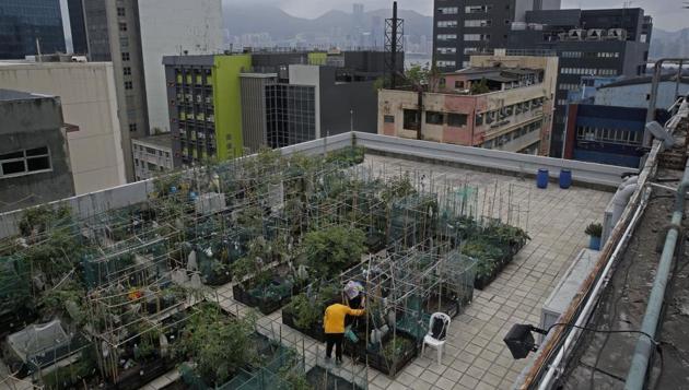 Farmers work at a rooftop vegetable garden of an industrial building in Hong Kong. (AP) Farmers work at a rooftop vegetable garden of an industrial building in Hong Kong. (AP)