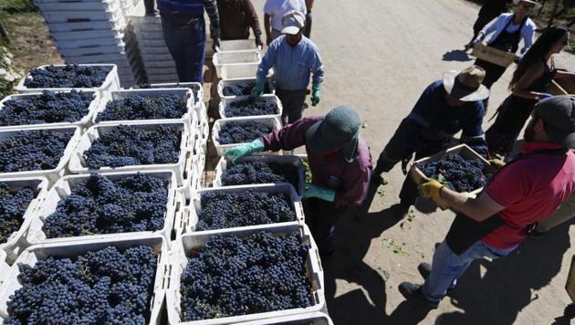 Tourists bring in the grapes they picked as part of their hands-on experience tour of Viu Manent vineyard in Colchagua, Chile. (AP Photo/Esteban Felix) Tourists bring in the grapes they picked as part of their hands-on experience tour of Viu Manent vineyard in Colchagua, Chile. (AP Photo/Esteban Felix)