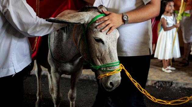Catholics prepare a donkey ahead of participating in the Palm Sunday procession at the Metropolitan Cathedral in Managua, Nicaragua. Jesus is recorded in the Gospels to have entered Jerusalem riding a donkey in humility, to cries of ‘Hosanna’ as townsfolk ushered him as a sign of freedom from Roman oppression. (Osawldo Rivas / REUTERS) Catholics prepare a donkey ahead of participating in the Palm Sunday procession at the Metropolitan Cathedral in Managua, Nicaragua. Jesus is recorded in the Gospels to have entered Jerusalem riding a donkey in humility, to cries of ‘Hosanna’ as townsfolk ushered him as a sign of freedom from Roman oppression. (Osawldo Rivas / REUTERS)