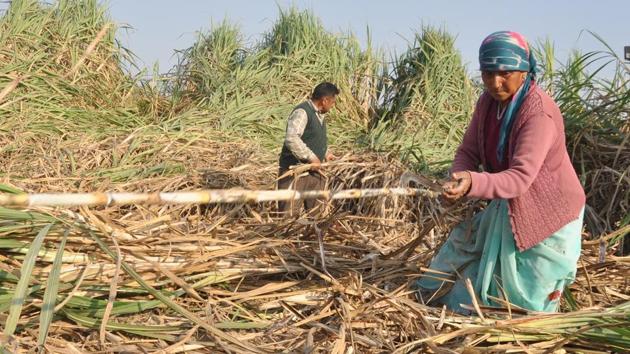 Uttarakhand produced 2.72 lakh metric tonne sugarcane in 2017-18 and has pending arrears of <span class='webrupee'>?</span>530 crore. States having greater production have lower arrears.(HT Photo)