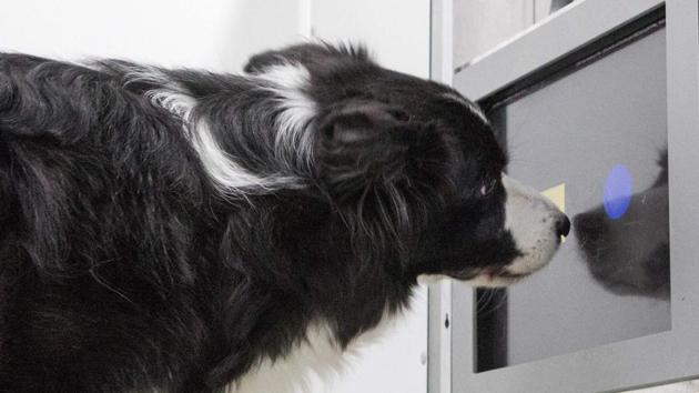 A Border Collie takes part in a touchscreen experiment at the University of Veterinary Medicine in Vienna.(AFP)