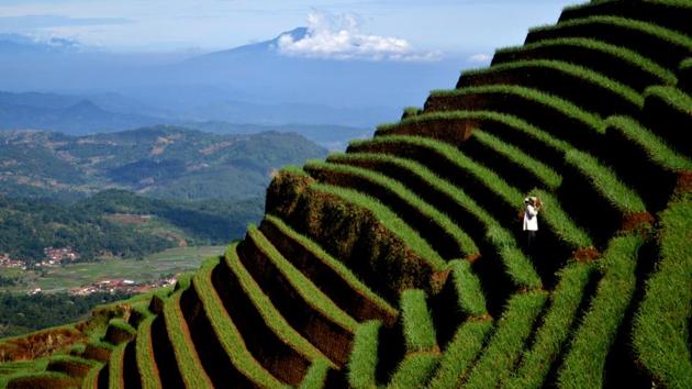 A farmer tends to an onion crop on the slopes of Mount Cereme, Majalengka, West Java, Indonesia. (Agvi Firdaus / Anara Foto / REUTERS)