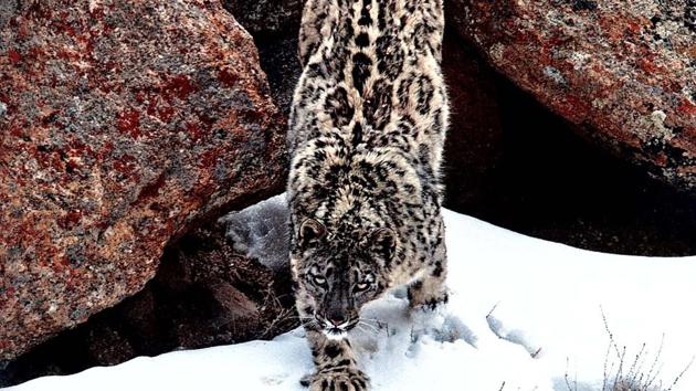 Snow leopard.(Photo courtesy: WII)