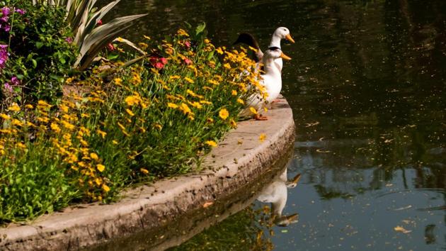 Ducks soak in the sun beside yellow daisies as they get ready for a swim. (PHOTO: SARANG GUPTA/HT) 
