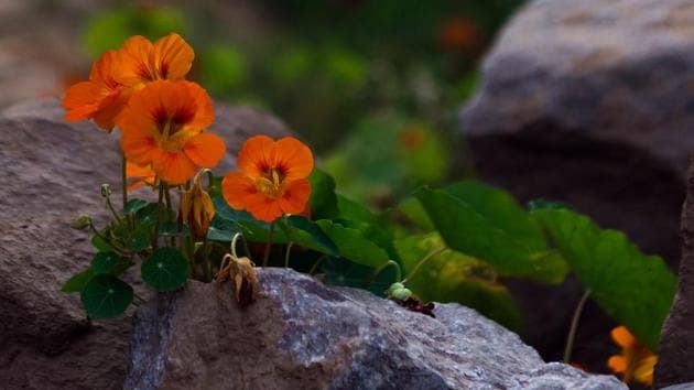 Poppies amid rocks at Lodhi Gardens make for a vibrant contrast. (PHOTO: SARANG GUPTA/HT) 