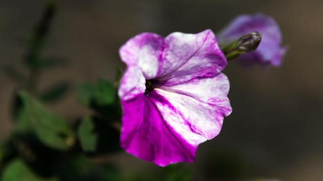 A geranium at Lodhi Gardens enjoy the pleasant breeze. (PHOTO: SARANG GUPTA/HT) 