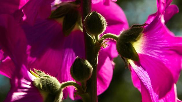 Newly blossomed hollyhocks welcome the spring. (PHOTO: SARANG GUPTA/HT) 