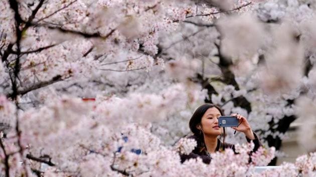 A visitor takes photographs of cherry blossoms in full bloom in the Japanese capital Tokyo. (Kazuhiro Nogi / AFP)