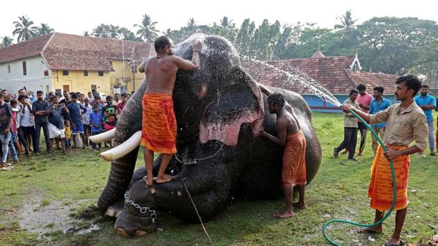 Mahouts bathe an elephant at a temple on the outskirts of Kochi, Kerala. (Sivaram V / REUTERS) Mahouts bathe an elephant at a temple on the outskirts of Kochi, Kerala. (Sivaram V / REUTERS)