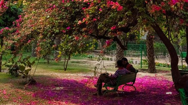 Delhiites Share Beautiful Images of Bougainvillea as City Blooms With the Pink  Flower - News18