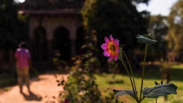 A single dahlia says hello to passersby at Lodhi Gardens. (PHOTO: SARANG GUPTA/HT) 