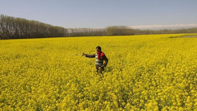 The yellow flowers are the first sign of warmth after a long spell of cold. A farmer is working in the field, which is mostly covered in snow during winter. (Waseem Andrabi / HT Photo) The yellow flowers are the first sign of warmth after a long spell of cold. A farmer is working in the field, which is mostly covered in snow during winter. (Waseem Andrabi / HT Photo)