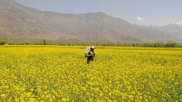 Mustard is the main winter crop in Kashmir. Mustard oil is used in most local dishes. (Waseem Andrabi / HT Photo) Mustard is the main winter crop in Kashmir. Mustard oil is used in most local dishes. (Waseem Andrabi / HT Photo)