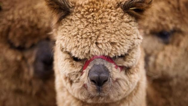 Alpacas vying to be awarded the title of 'Supreme Champion' in either the Huacaya or Suri fleece categories wait in their pens before being judged at the British Alpaca Society National Show held at The International Centre in Telford, Shropshire. (Oli Scarff / AFP)