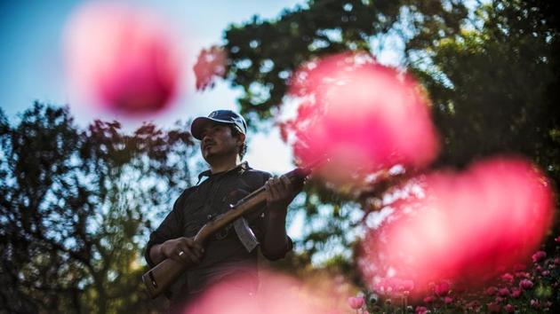 A Community Police member stands guard at an illegal poppy field, in Heliodoro Castillo, Guerrero state, Mexico. (Pedro Pardo / AFP)
