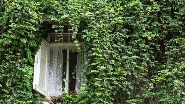 Plants not only brighten up a space, but also are a source of fresh air. (Shutterstock) Plants not only brighten up a space, but also are a source of fresh air. (Shutterstock)