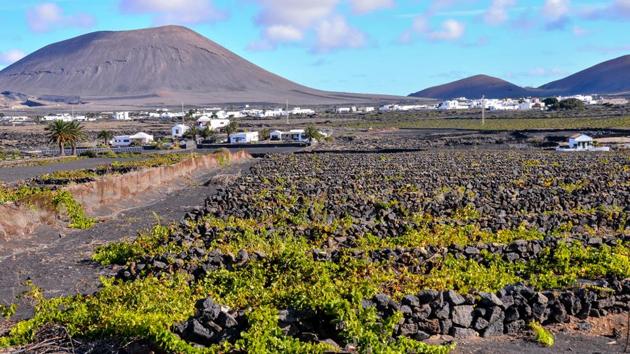 Vineyards in La Geria Lanzarote, Canary Islands.(Shutterstock)