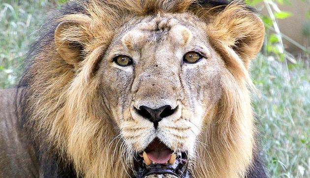 The lion population rose from an alarmingly low 13 in 1913 to a healthy 523 in 2015. And 40% of these lions now live in Amreli, Bhavnagar, Gir Somnath and Porbandar districts in the Saurashtra region, moving through 19 corridors covering 22,000 square km.(AP file photo)