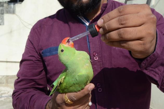 Bird lovers in the city have been appealing to residents to immediately alert them if they find a bird dehydrated.(HT PHOTO) Bird lovers in the city have been appealing to residents to immediately alert them if they find a bird dehydrated.(HT PHOTO)
